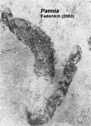 Parmia 1,0 Ga Parmia är en maskliknande organism som hittats på den ryska plattformen i bergarter omkring 1 Ga gamla. Ser lite ut som en korsning mellan en sjögurka och en ringmask.
