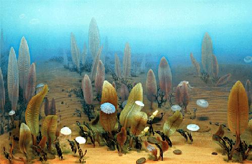 Ediacara en välbevarad fauna från omkring 600 Ma Ett av de bäst kända fynden av neoproterozoiska metazoer kommer från Ediacara Hills i södra Australien.