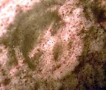 (bottenlevande) polyper, att jämföras med dagens sjöanemoner. De varierade i storlek från några få millimeter till omkring en meter i diameter.