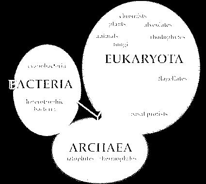av organismerna. Idag talar man istället om olika domäner.