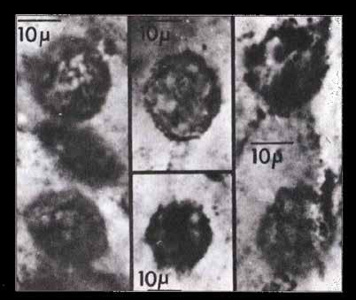 Fossilens form påminner mycket om moderna fotosyntetiserande bakterier.