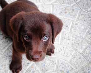 Labrador Retriever 2. Schäfer 3.