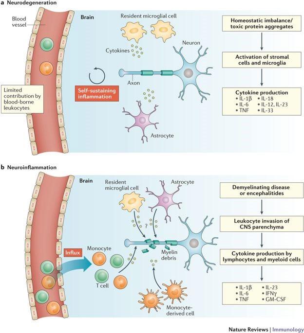Inflammation neuroinflammation Låggradig kronisk inflammation