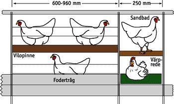 15 4 SAMMANSTÄLLNING 4.1 INHYSNINGSSYSTEM 4.1.1 Inredd bur Detta är en nyanpassad bur som är framtagen för att kunna inhysa värphöns i. Den följer alla regler och krav som ställs på den.