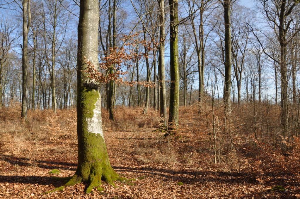 Mindre skogsfastighet Sjöbo Byggnadsfri skogsfastighet om ca 2,2 ha i Klamby strax norr Sjöbo. 2,2 ha produktiv skogsmark med ett virkesförråd om ca 500 m³sk bestående av bok och ek under föryngring.