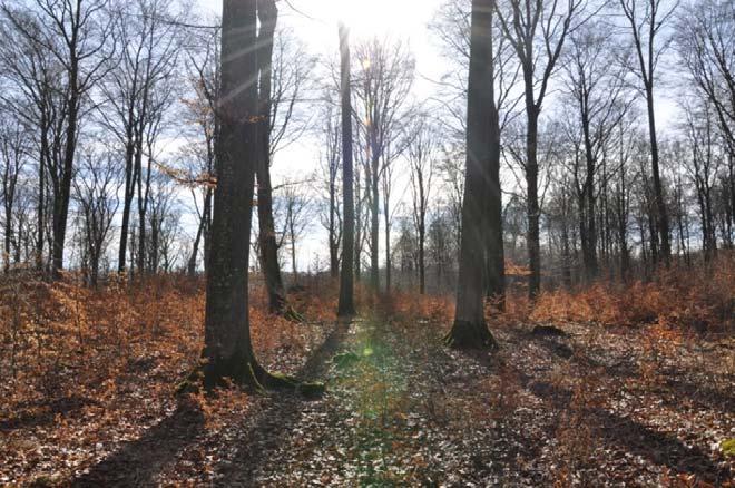 Om fastigheten Typ: Skogsfastighet Boarea: Mark: 2,2 ha Antal rum: Prisidé: 400 000 kr/hbj Län: Skåne Kommun: Sjöbo Visning