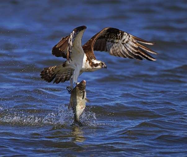 Hammarsjöns häckande fåglar