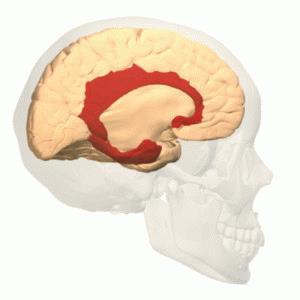 RUMSUPPFATTNING Visuospatial förmåga, att tolka synintryck är viktigt för