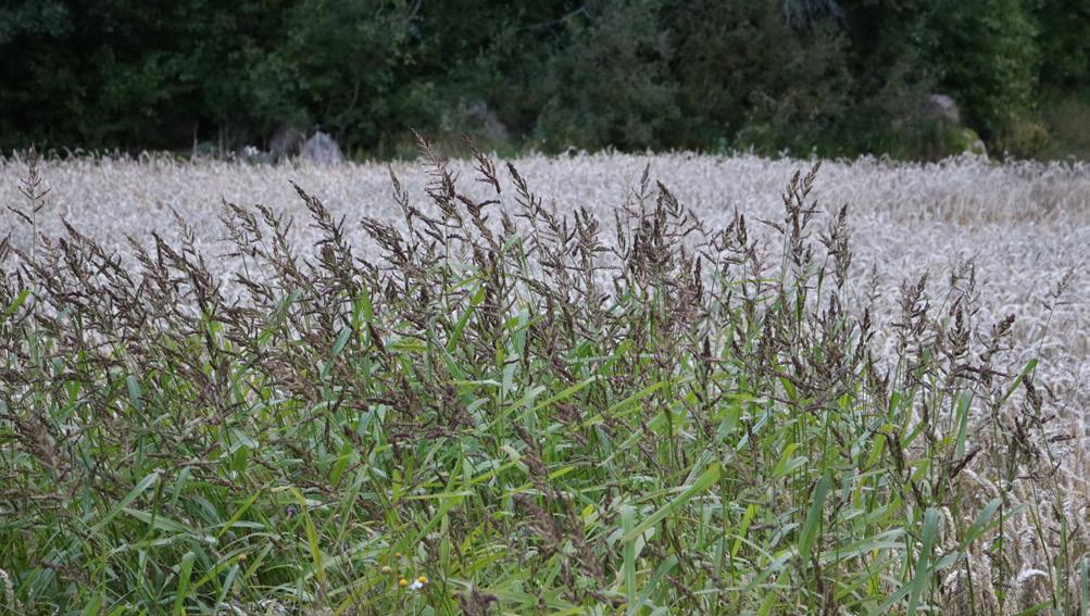 IPM ogräs Integrerat växtskydd, IPM (Integrated Pest Management), handlar om att genomföra en hållbar användning av kemiska växtskyddsmedel.