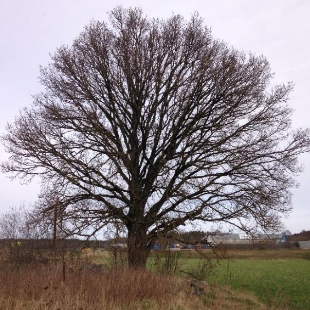 Figur 16. Genom att täcka sidoområden med avbaningsmassor från platsen kan en naturlig flora etableras. Med regelbunden slåtter kan blommande vägkanter skapas. Figur 15.