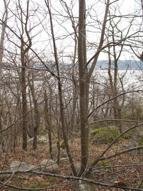 Bedömning och rekommendationer Skog med mycket lind är en ovanlig skogstyp. Skogen är olikåldrig och flerskiktad med inslag av äldre eller gamla träd och hålträd.