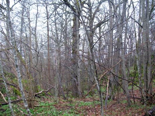 Skogen bör ej avverkas (med undantag för den förvildade arten häggmispel, som kan tas bort). Delområdet bedöms som ett naturvärdesobjekt med naturvärdesklass 3.