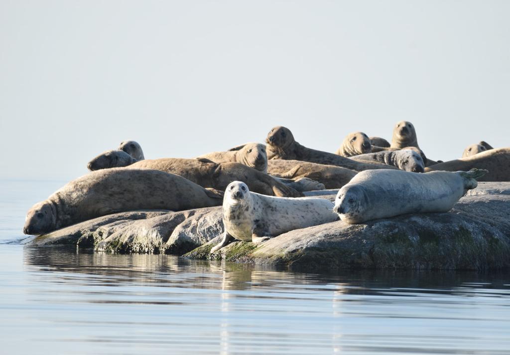 Att de trivs jättebra märks tydligt. Det råder ingen tvekan om att de gillar natur, båtar och skärgårdsliv och det har de nu alla möjligheter att ägna sig åt både i jobbet och på fritiden.