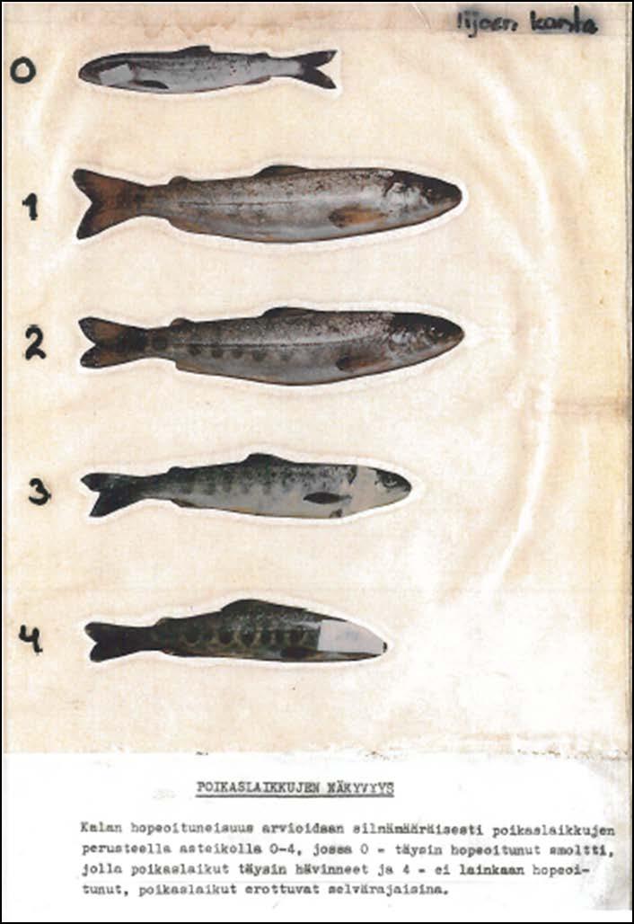 Smoltbesiktning varierar i landet, exempel på fiskkontroll i Kemijoki Fiskarnas smoltifiering bedöms visuellt på en skala 0 4 0 = helt smoltifierad 4 = älvunge där stirrfläckarna är tydliga.