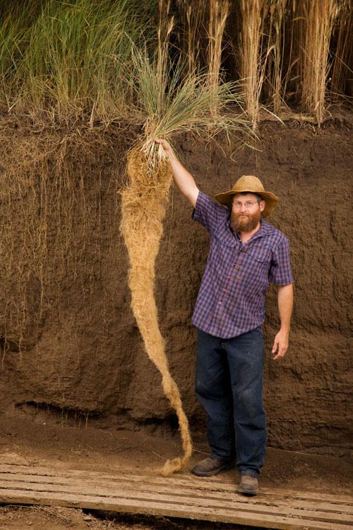 Institute, Kansas) visar rotsystemet av intermediate wheatgrass
