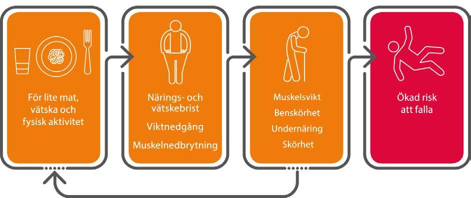 Underlaget är tillräckligt för att med säkerhet kunna säga vilka val av livsmedel äldre ska göra för att minska risken för fall.