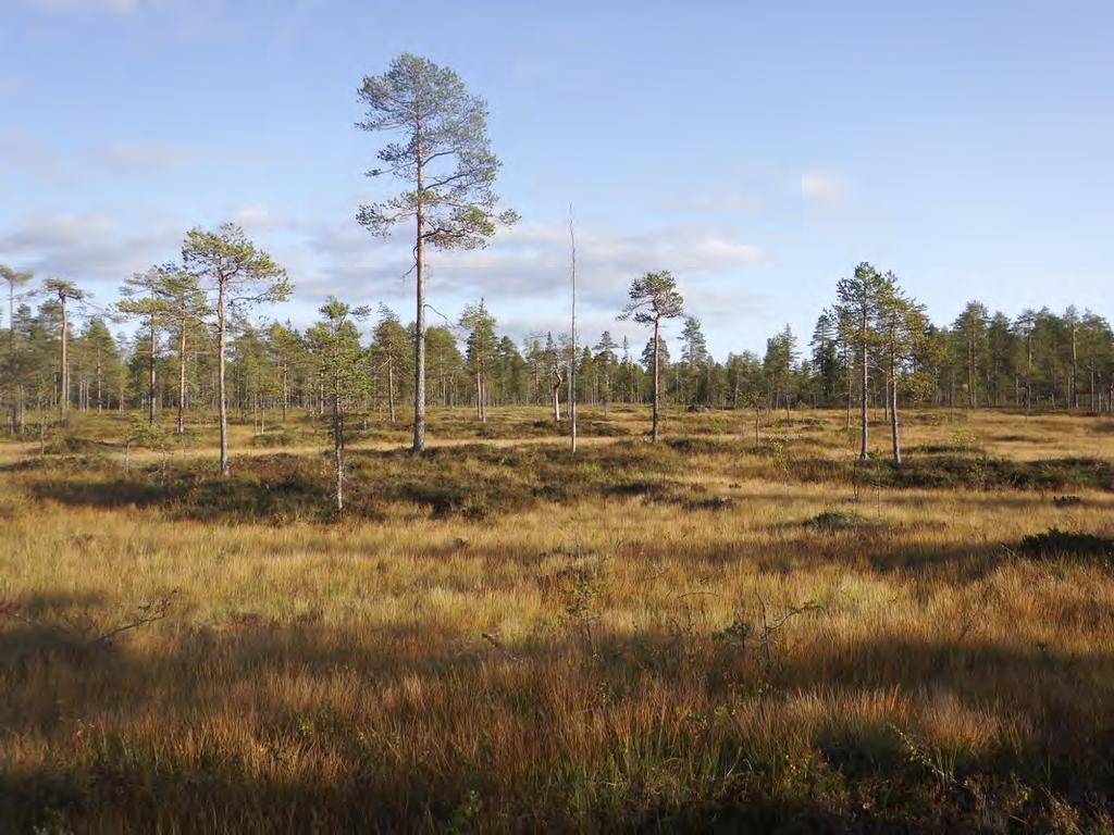 Miljön i de områden som kan komma att påverkas - Topografi och naturmiljö - Markanvändning - Planförhållanden -