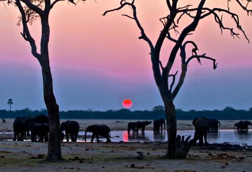 Vi bor 3 nätter på Camelthorn Lodge, som ligger i en akaciaskog på gränsen till Hwange och Ngamo Plains, där vi gör safari i öppna safaribilar.