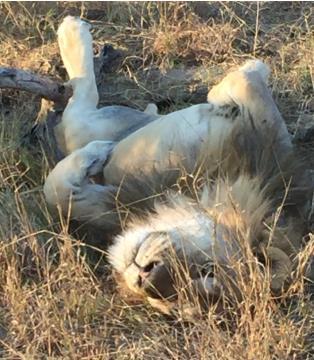 18 oktober Med vår guide gör vi safari och utforskar den norra delen av parken och kanske stöter vi på en flock afrikanska bufflar. Vi stannar vid Nehimba Seeps för en förmiddags kaffe/tepaus.