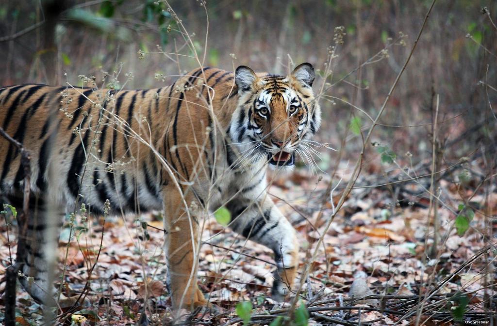 SWED-ASIA TRAVELS Tigersafari i Jim Corbett nationalpark & det okända och genuina Chambal river Foto: Ove Westman på resa I Corbett nationalpark med Swed-Asia Travels JIM CORBETT NATIONALPARK ligger