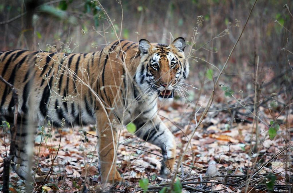 SWED-ASIA TRAVELS Tigersafari i Jim Corbett nationalpark - båtfärd bland krokodiler, gavialer, delfiner & sköldpaddor samt fågelskådning på Chambal river Foto: Ove Westman Corbett nationalpark med