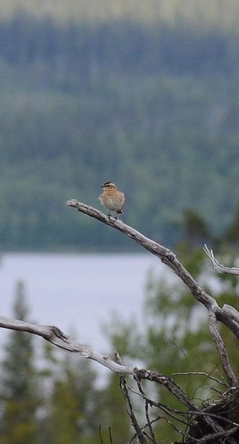 Strömstare. Ett mycket lågt sommarindex 8, men långsiktigt verkar strömstaren klara sig fint. Kanske ett kvitto på en generellt god kvalitet på våra rinnande vatten? Gärdsmyg.