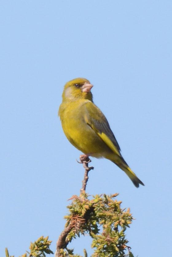 Summary Green, M., Haas, F. & Lindström, Å. 9. Monitoring population changes of birds in Sweden. Annual report for 8. Department of Biology, Lund University. 9 pp.