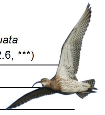 Figur. forts. Populationstrender för 9 arter. Species indices (cont.)..5 Morkulla, Scolopax rusticola (-, -, -; 5,.9, NS; 59,, NS).5 Storspov, Numenius arquata (-, -, -; 9, -.7, ***; 59, -.6, ***).