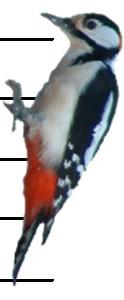 Figur. forts. Populationstrender för 9 arter. Species indices (cont.). Hökuggla, Surnia ulula (-, -, -; -, -, -;,.8, NS). Sparvuggla, Glaucidium passerinum (8,.5, **; -, -, -;, -9.