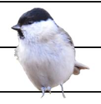 Figur. forts. Populationstrender för 9 arter. Species indices (cont.). Lappmes, Poecile cinctus (-, -, -; -, -, -; 9, -6., **) Entita, Poecile palustris (8, -., ***; 5, -.9, ***;, -.