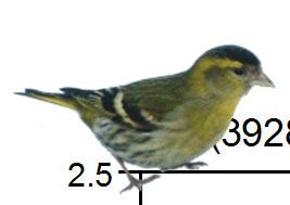 Figur. forts. Populationstrender för 9 arter. Species indices (cont.). 8 Stenknäck, Coccothraustes coccothraustes (,., ***; -, -, -; -, -, -) 6 Stenknäck, Coccothraustes coccothraustes (-, -, -; 5,.