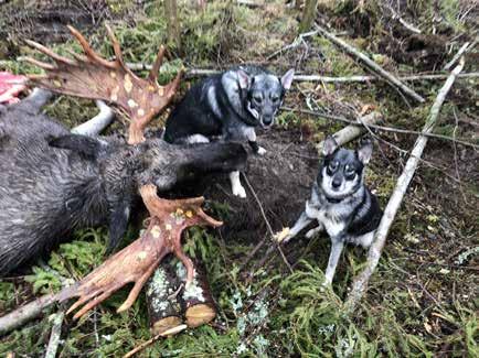 Här kan de som inte naturligt har tillgång till jaktmarker jaga på de cirka 4 600 hektaren.