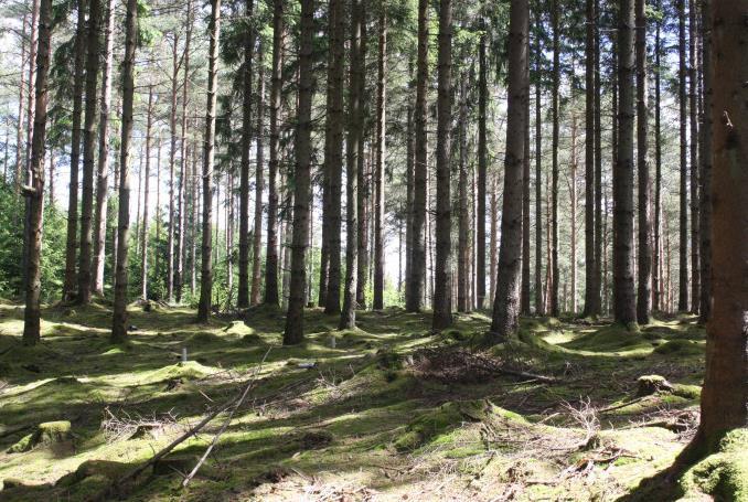 Kandidatarbeten 2016:4 i skogsvetenskap Fakulteten för skogsvetenskap En studie över olika låggallringars effekt på övre höjd på granbestånd i södra Sverige A study comparing different thinning s