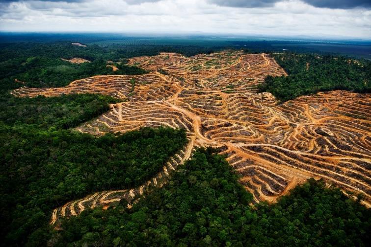 Områden med förbättringspotential: Skydda naturliga ekosystem Utveckling av jordbruksmark endast på mark