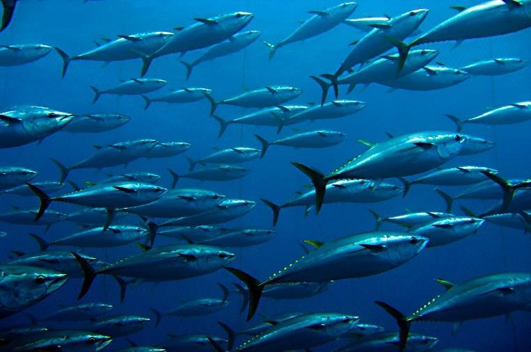 markområden Avlägsna skadliga bidrag till fisket Ekosystembaserad förvaltning för att skydda den marina