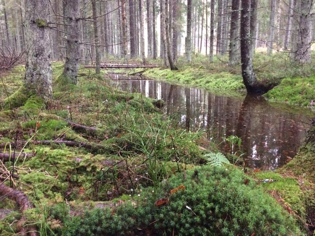 Rödlistade arter i synnerhet och andra arter i allmänhet, som är knutna till eller beroende av lång skoglig kontinuitet, gamla träd och död ved i olika former ska så långt som möjligt fortleva på