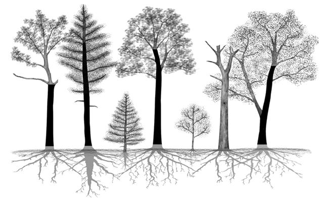 Naturresursinstitutet (Luke) beräknar förändringar i markkolförrådet och skogens kolcykel ( Aleksi Lehtonen) Skogsinventeringen (VMI) Data om markanvändning och förändrad markanvändning Data on