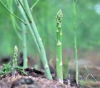 pris 39 90 10:- Sparris Asparagus officinalis Ingen sparris är