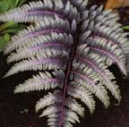 Härdighet: B Regnbågsbräken Athyrium niponicum Red Beauty Riktigt vacker