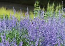 149:- Perovskia Perovskia Blue Spire Perenn/halvbuske, blommar med lavendelblå färg.