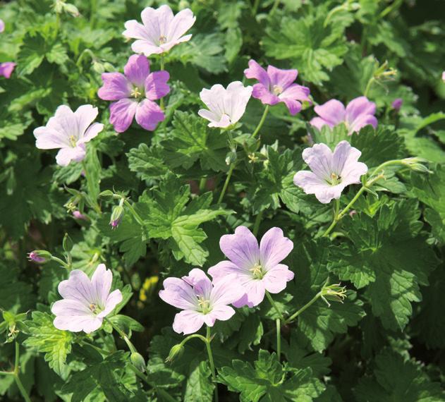 En juvel i trädgården som blommar länge! Nävor (Geranium) är lättodlad favorit som kan blomma länge.