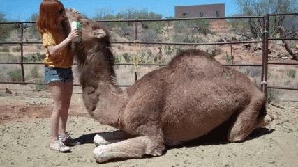 en kamelpark där djuren