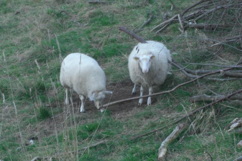 Baktriska kameler.