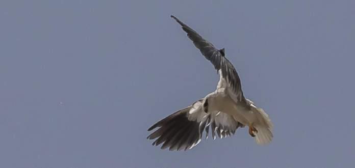 Svartvingad glada, Haft Tapeh. Foto: Per Hill 13. Svartvingad glada Black-winged Kite Elanus caeruleus vociferus 5 6 ex. 13/4; indiska rasen vociferus ökande i Iran 14.