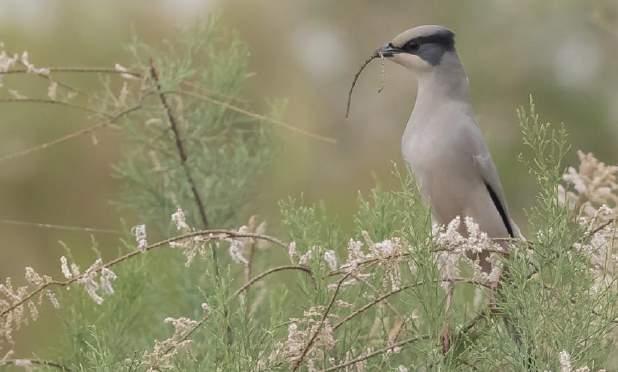 77. Korp Northern Raven Corvus corax 6 längs vägen från Teheran 4/4, 1 längs vägen till Esfahan 5/4, 3 längs vägen mot Shiraz 7/4 En av resans häftigaste: hanne hypokolius med bomaterial. Helveh.