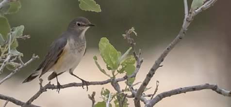 Ökensångare Asian Desert Warbler Sylvia nana 1 Maranjaböknen 5/4 102. Törnsångare Common Whitethroat Sylvia communis 1 Helveh 12/4; någon av de östliga, grå raserna icterops (bl.a. Iran) eller rubicola 103.