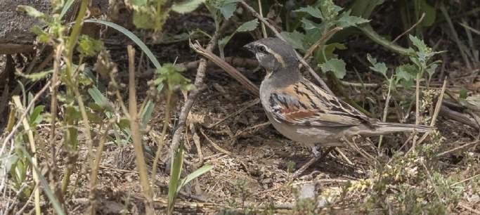 Isabellastenskvätta Isabelline Wheatear Oenanthe isabellina 1 Ahmad Camping 5/4, 1 Izadkhast karavanseraj 7/4, 10 Pasergad 7/4, 1 Sarakhyeh 11/4 115.