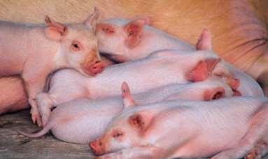 Nyckeltal i grisproduktionen Producerade smågrisar per årssugga Daglig tillväxt g Dödlighet i