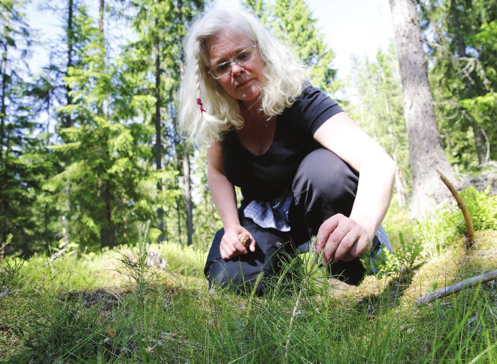 projektresultat Hållbart skogsbruk Skogen och skogsbruket bidrar med klimatnytta på flera sätt. Den växande skogen binder koldioxid.