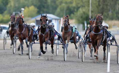 DÖMME DU OM ATT BLI POFFSTÄNAE? Din proffstränarkarriär örjar här sök fördjupningskurs i trav på Wång!